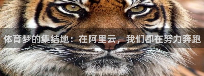 体育梦的集结地：在阿里云，我们都在努力奔跑
